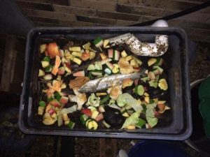 Organic Frass Fertilizer