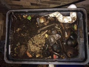 Live Breeding Larvae