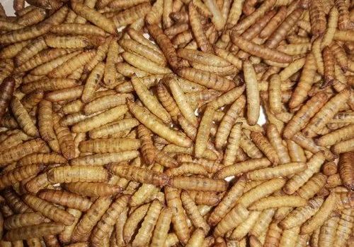 Defatted Insect Protein Meal