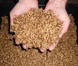 Premium Dried Larvae