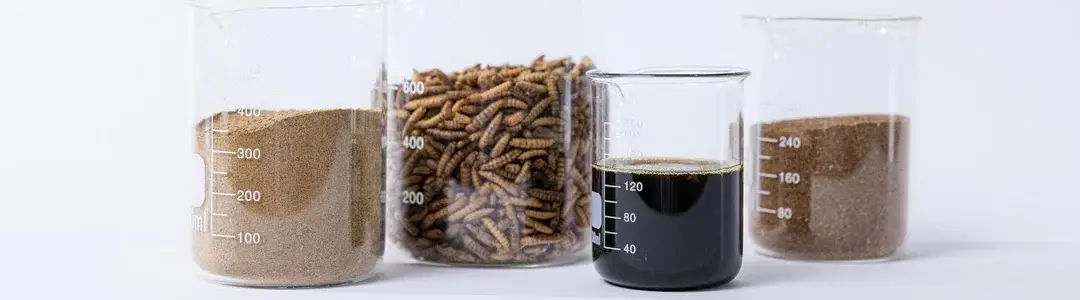 Purified Insect Lipids